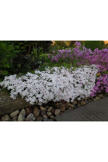 Phlox douglasii ’Iceberg’ 